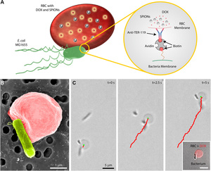 Soft erythrocyte-based bacterial microswimmers for cargo delivery