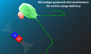 Microalga‐powered microswimmers toward active cargo delivery